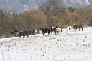 2006-01-29 Winterwanderung (04)