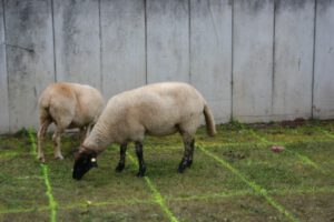 2010-09-26 Kirchweih (4)