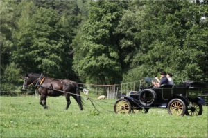 2014-10-03 Pferde und Pferdestaerken