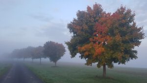 2022-10-07 08.13.57 Morgendaemmerung am Hoehenweg