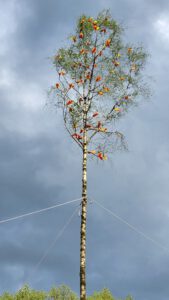 2023-04-30 16.14.13 Der Maibaum wird aufgestellt