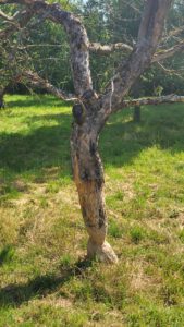 2025-06-21 Biber-Baum